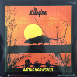 IV Rattus Norvegicus 1A 038-1575301 2